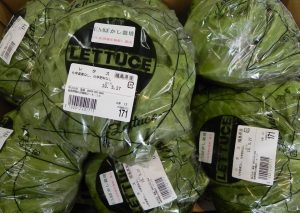 投稿についてもっと詳しく 【新鮮お野菜】レタス・グリーンレタス・サニーレタス入荷致しました♪