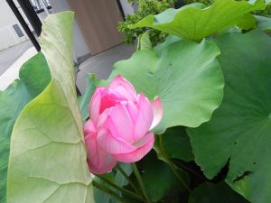 投稿についてもっと詳しく 自然食品とみや　蓮の花のご紹介