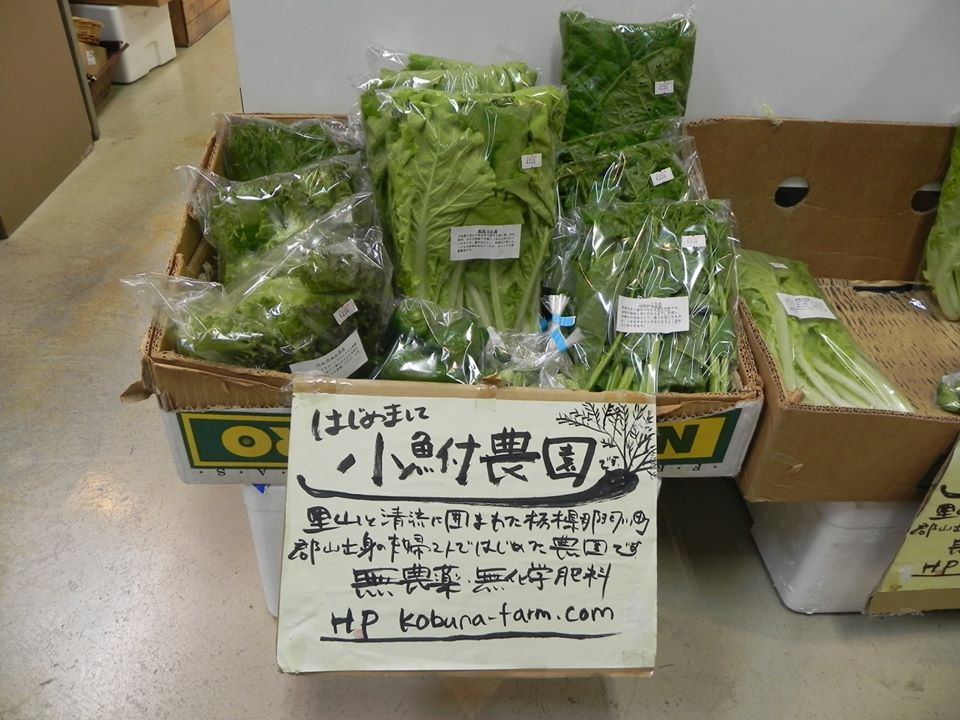 【小鮒農園】マイクロキュウリ